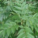 Fraxinus excelsior feuille